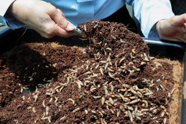 โรงไฟฟ้า บีแอลซีพี ชูโมเดลจัดการขยะ Zero Waste ปั้นโครงการ “หนอนแม่โจ้ ลดขยะ ผลิตปุ๋ยอินทรีย์” หนุนเกษตรกรลดต้นทุน กู้วิกฤตปุ๋ยแพง