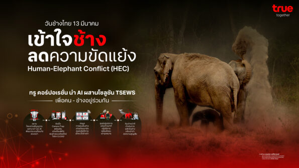 วันช้างไทย 13 มีนาคม ทรู คอร์ปอเรชั่นนำ AI ผสานโซลูชัน TSEWS เพิ่มความแม่นยำ ระบบ เข้าใจช้าง ลดความขัดแย้ง ส่งเสริมการอยู่ร่วมกันของคนและช้างป่า ในโลกที่พื้นที่ธรรมชาตินับวันจะลดลงเรื่อยๆ